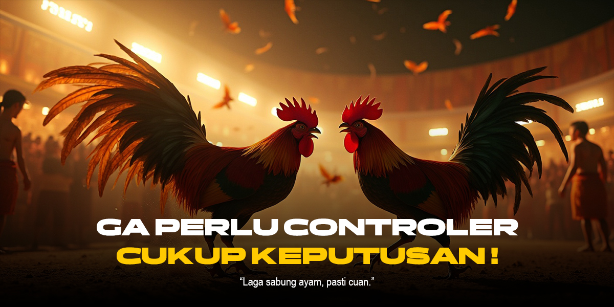 Sabung Ayam: Tradisi, Kontroversi, dan Perkembangannya